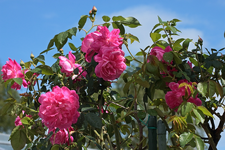 Hochstamm_Rose_pink_gefüllt_upwards_Blüten_Wassertropfen_900.webp
