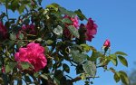 Hochstamm_Rose_pink_gefüllt_upwards_Blüten_Wassertropfen_Knospe_900.JPG