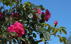 Hochstamm_Rose_pink_gefüllt_upwards_Blüten_Wassertropfen_Knospe_900.webp