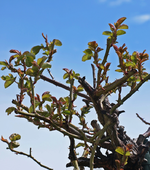 Jasmina_erstes Laub_900.webp