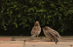 Spatzen_Jungvogel_Altvogel_Eltern_bettelt um Futter_900.webp