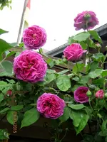 IMG_4747-001.webp
