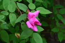 DSC_0057.webp