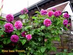IMG_4815.JPG