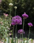 Allium 160515.jpg