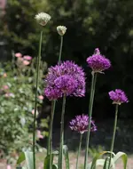 Allium 160515.webp
