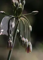 Bulgarischer Lauch 160515.webp