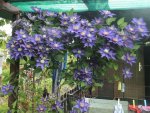 04 Clematis.JPG