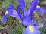 09 Iris.JPG