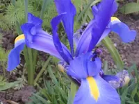 09 Iris.webp