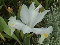 10 Iris.webp