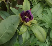 12 Rhododendron.webp