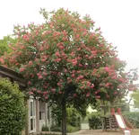13 Kastanie.webp