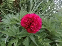 01 Pfingstrose.webp