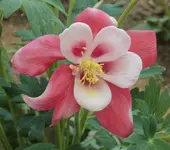 03 Akelei.webp