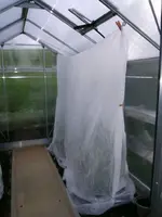 2016-05-15 Tomaten im GWH mit Mütze.webp