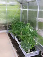 2016-05-15 Tomaten im GWH ohne Mütze.webp