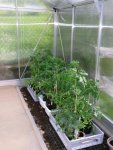 2016-05-15 Tomaten im GWH ohne Mütze.JPG