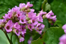 DSC_5521.webp
