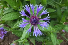 bergflockenblume.webp