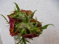 P1110853.webp