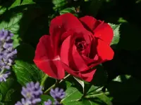 image.webp