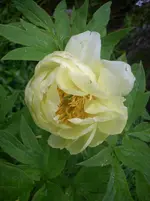 DSCN7523.webp