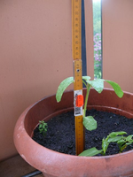 k-P1100594.webp