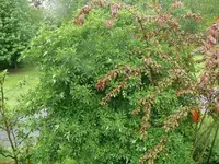 k-P1100607.JPG