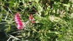 DSC_0027.JPG