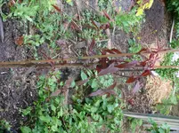 roter Wild Pfirsich Russland.webp
