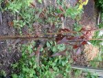 roter Wild Pfirsich Russland.jpg