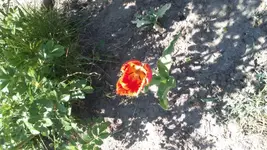 DSC_0032.webp