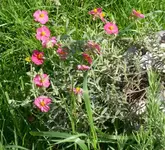 Helianthemum.webp