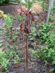 k-roter Wild Pfirsich Russland.JPG