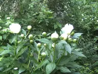 BILD4064.webp