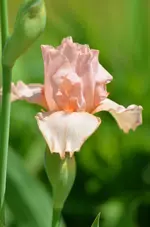 magical encounter.webp