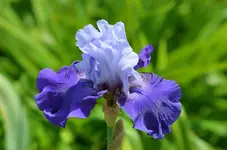 monetsblue.webp