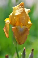 rhustic zedar.webp