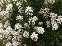 image.webp