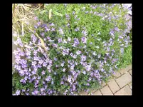 Glockenblumen blau 05.16.webp