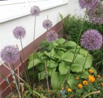 Allium 2016.jpg