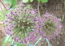 Allium Blütemit Samen Mai '16.jpg