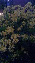 IMG_20160513_050750.webp