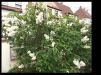 Fliederbusch Weiss 2016.webp