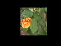 Rosenblüte 2016.webp