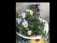 Stiefmütterchen 2016.webp