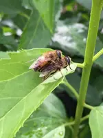 Bienen1.webp