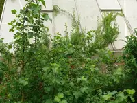Josta Beeren (2).webp