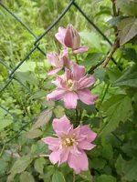 P1110770.webp